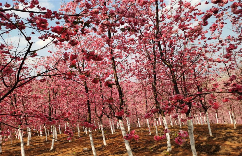 金沙js800000(集团)有限公司官网